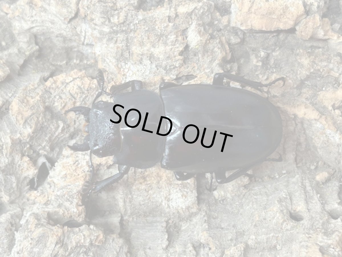 画像2: ギラファノコギリクワガタ（亜種ケイスケ）フローレス産 ペア（累代CB♂100mm 2025/12 ♀45mm 2025/12) (2)