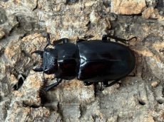 画像2: ギラファノコギリクワガタ（亜種ケイスケ）フローレス産 ペア（累代CB♂100mm 2025/12 ♀45mm 2025/12) (2)