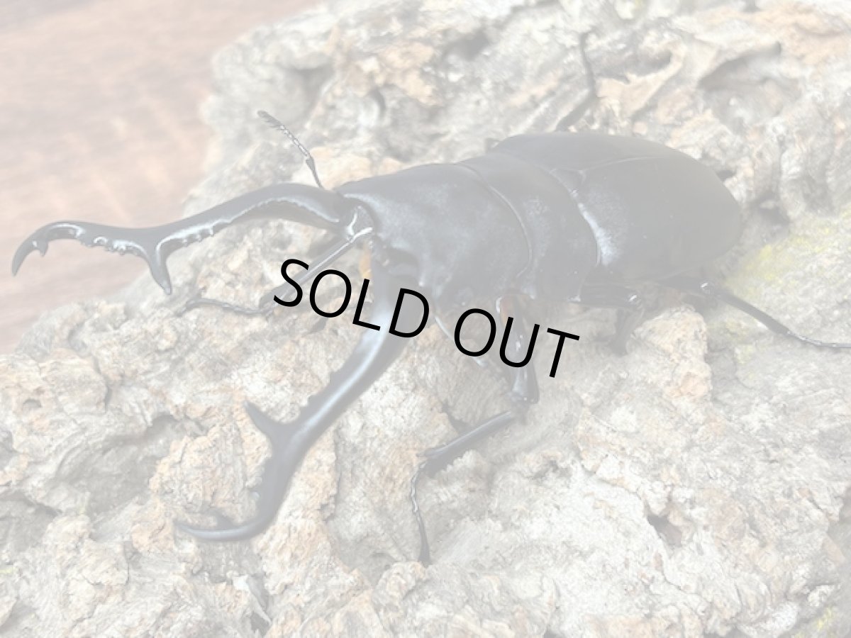 画像3: ギラファノコギリクワガタ（亜種ケイスケ）フローレス産 ペア（累代CB♂100mm 2025/12 ♀45mm 2025/12) (3)