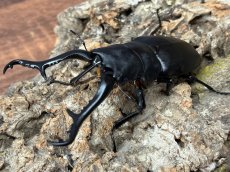 画像3: ギラファノコギリクワガタ（亜種ケイスケ）フローレス産 ペア（累代CB♂100mm 2025/12 ♀45mm 2025/12) (3)