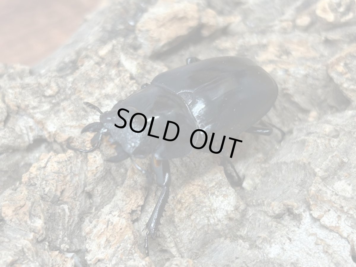 画像4: ギラファノコギリクワガタ（亜種ケイスケ）フローレス産 ペア（累代CB♂100mm 2025/12 ♀45mm 2025/12) (4)