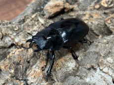 画像4: ギラファノコギリクワガタ（亜種ケイスケ）フローレス産 ペア（累代CB♂100mm 2025/12 ♀45mm 2025/12) (4)