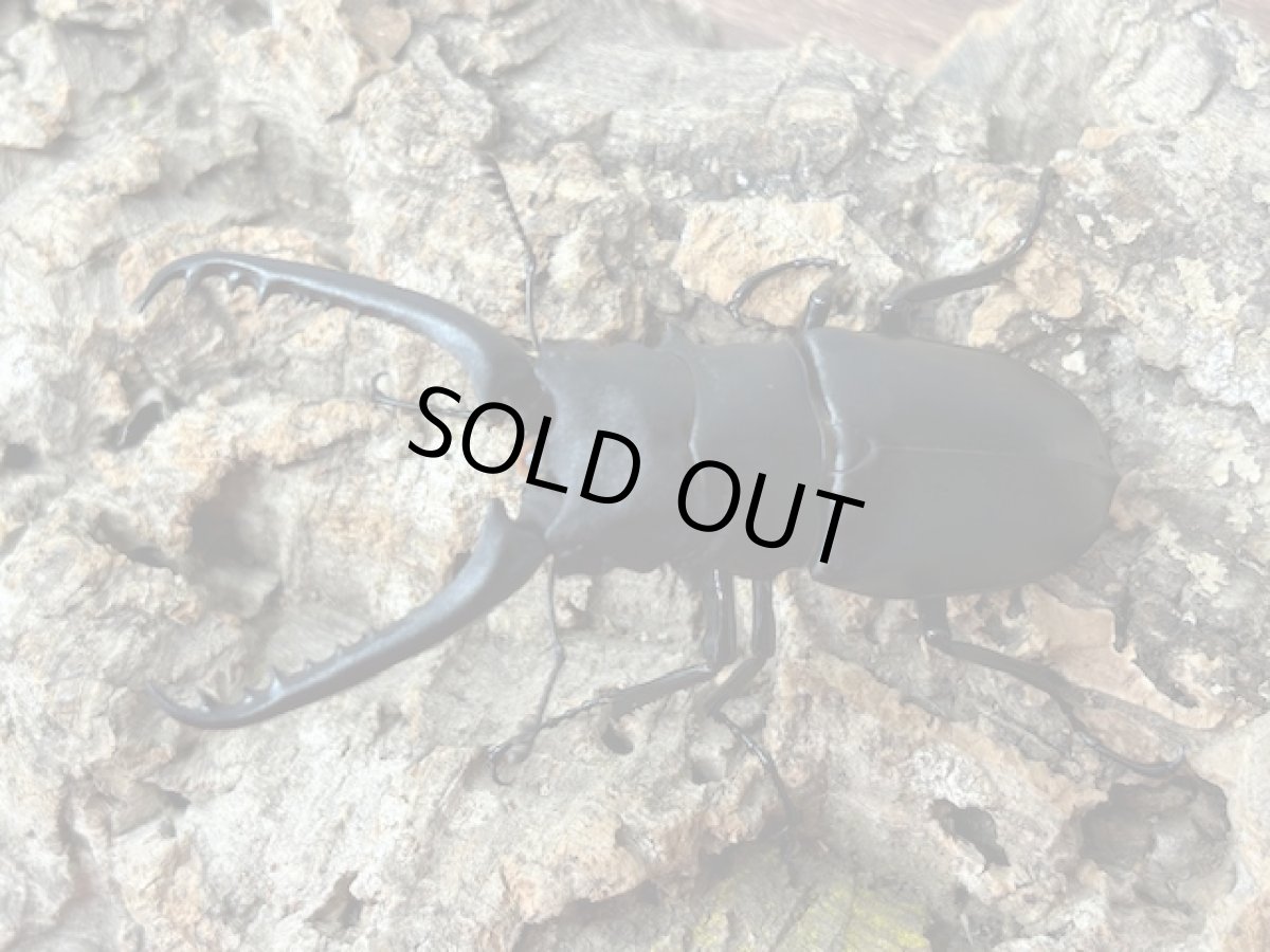 画像1: 【♂単品】ギラファノコギリクワガタ（亜種ケイスケ）フローレス産 （累代CB♂86mm 2025/12 ) (1)