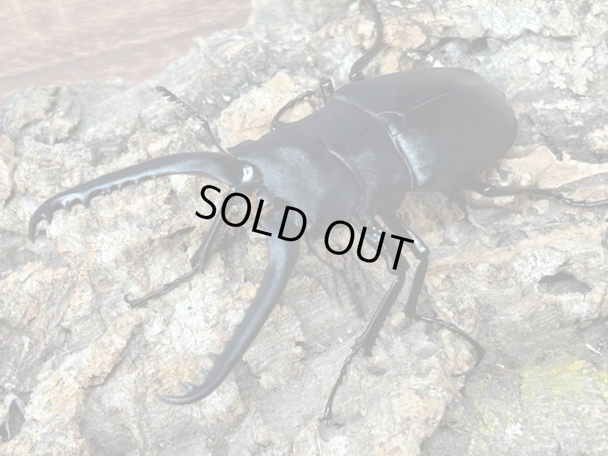 画像2: 【♂単品】ギラファノコギリクワガタ（亜種ケイスケ）フローレス産 （累代CB♂86mm 2025/12 ) (2)