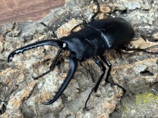 画像2: 【♂単品】ギラファノコギリクワガタ（亜種ケイスケ）フローレス産 （累代CB♂86mm 2025/12 ) (2)