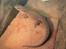 画像2: サバンナモニター  トーゴWC (2)