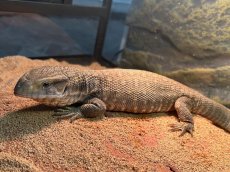 画像1: サバンナモニター  トーゴWC (1)