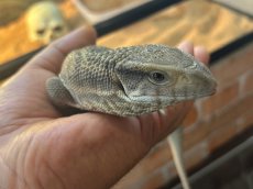 画像3: サバンナモニター  トーゴWC (3)