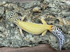 画像2: ヒョウモントカゲモドキ（スノーストライプ）　EUCB (2)