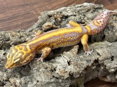 画像1: ヒョウモントカゲモドキ（ストライプベル）EUCB (1)