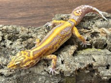 画像3: ヒョウモントカゲモドキ（ストライプベル）EUCB (3)
