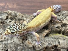 画像1: ヒョウモントカゲモドキ（スノーストライプ）　EUCB (1)