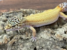 画像3: ヒョウモントカゲモドキ（スノーストライプ）　EUCB (3)