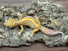 画像2: ヒョウモントカゲモドキ（ストライプベル）EUCB (2)