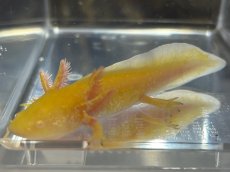 画像2: ウーパールーパー（ゴールデン）約6〜8cm (2)