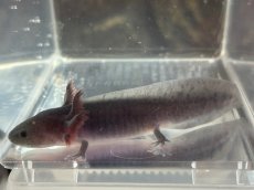 画像2: ウーパールーパー（ブラック）約6〜8cm (2)