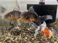 画像1: 鈴木系五色東錦　明け2才（東川養魚場産）±6cm (1)