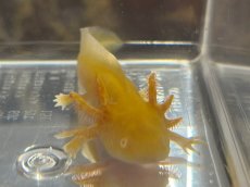 画像1: ウーパールーパー（ゴールデン）約6〜8cm (1)