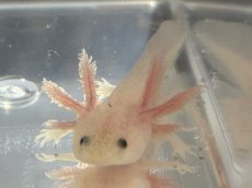 画像1: ウーパールーパー（リューシスティック）約6〜8cm (1)