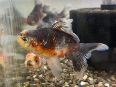 画像2: 鈴木系五色東錦　明け2才（東川養魚場産）±6cm (2)