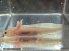 画像2: ウーパールーパー（リューシスティック）約6〜8cm (2)