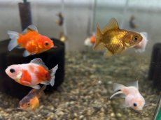 画像3: 国産 だるまオランダ  フナ尾（薩摩産）±5cm (3)