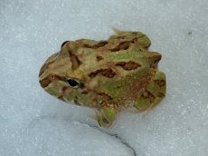 画像3: クラウンウェルツノガエル（ブラウン系） (3)