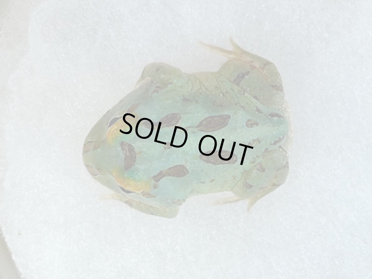 画像2: クラウンウェルツノガエル（ペパーミント 4-SPOT） (2)