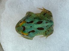 画像2: クラウンウェルツノガエル（ペパーミント 4-SPOT） (2)