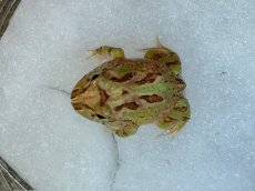 画像4: クラウンウェルツノガエル（ブラウン系） (4)