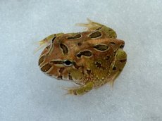 画像1: クラウンウェルツノガエル（ブラウン系） (1)