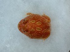 画像2: クラウンウェルツノガエル（アプリコット） (2)