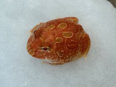 画像1: クラウンウェルツノガエル（アプリコット） (1)