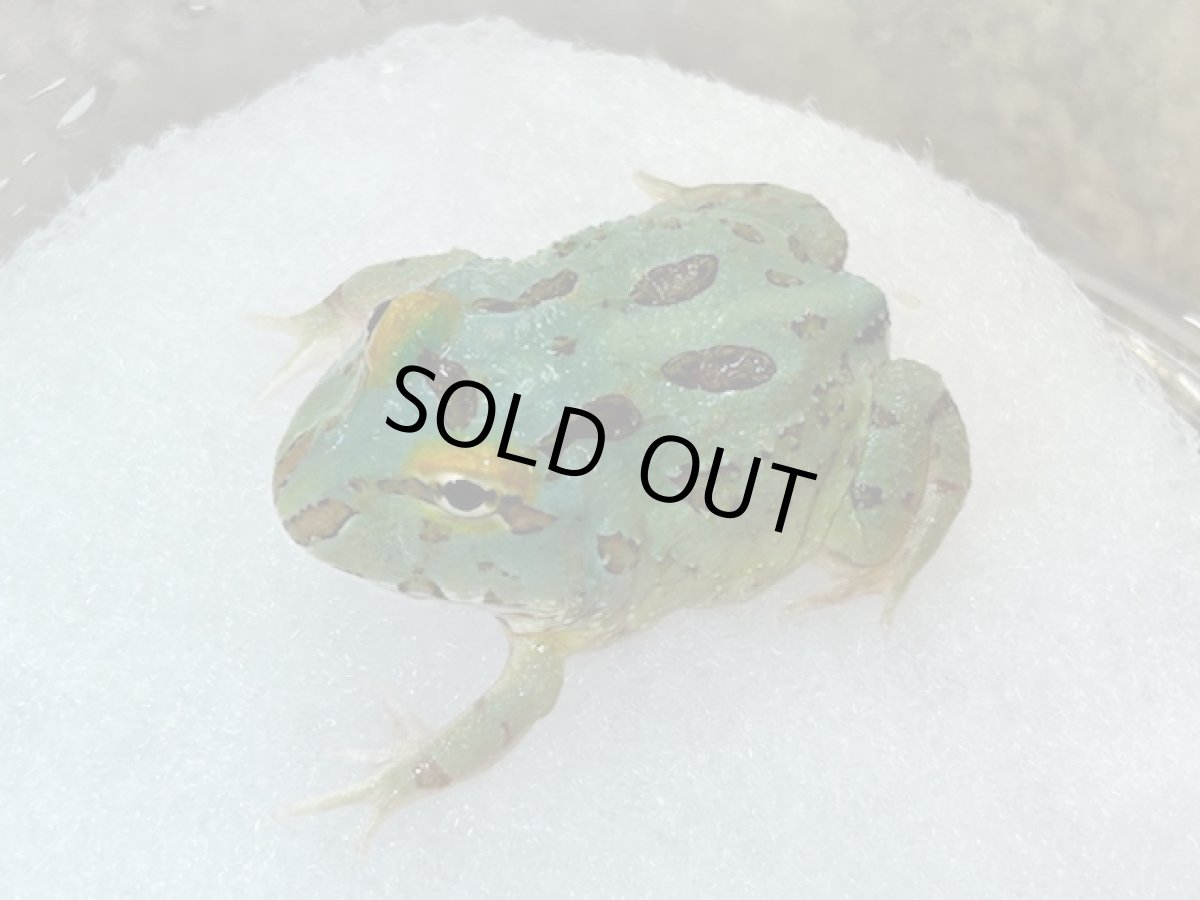 画像1: クラウンウェルツノガエル（ペパーミント 4-SPOT） (1)