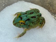 画像1: クラウンウェルツノガエル（ペパーミント 4-SPOT） (1)