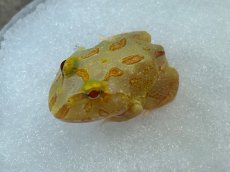 画像3: クラウンウェルツノガエル（ライムグリーン） (3)