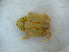 画像2: クラウンウェルツノガエル（ライムグリーン） (2)