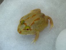 画像1: クラウンウェルツノガエル（ライムグリーン） (1)