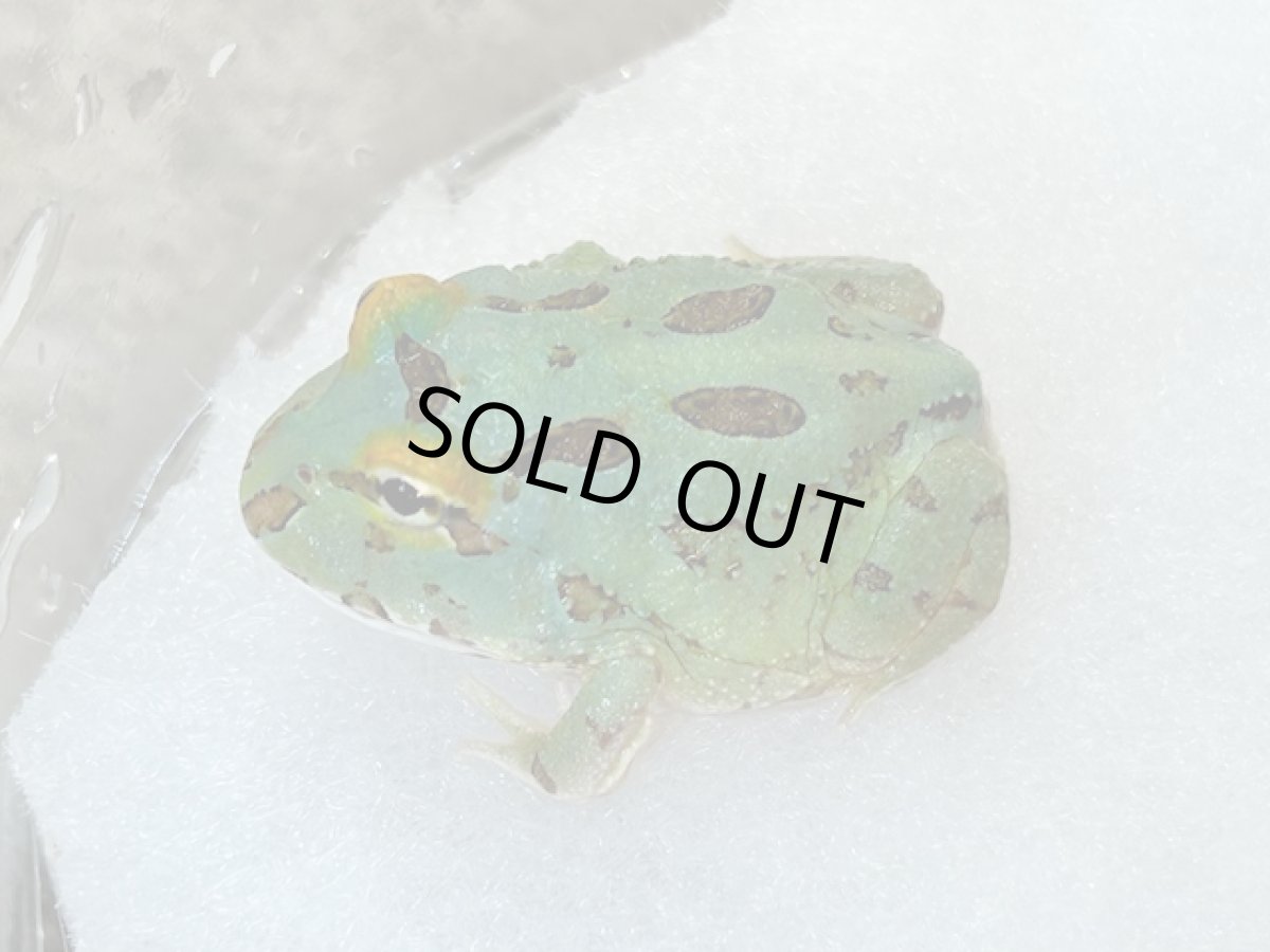 画像3: クラウンウェルツノガエル（ペパーミント 4-SPOT） (3)