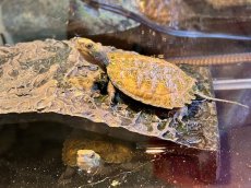 画像1: ニホンイシガメ 　国内CB (1)