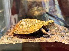画像3: ニホンイシガメ 　国内CB (3)