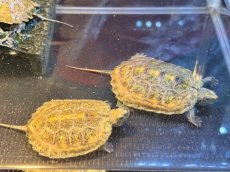 画像4: ニホンイシガメ 　国内CB (4)