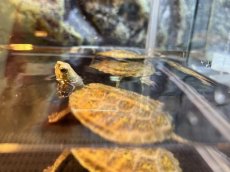 画像2: ニホンイシガメ 　国内CB (2)