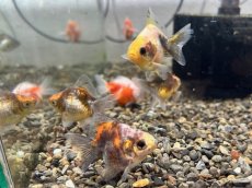 画像4: ダルマ琉金 色MIX （大和郡山産）±4cm (4)