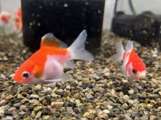 画像3: 玉錦（太田養魚場産）±4cm (3)