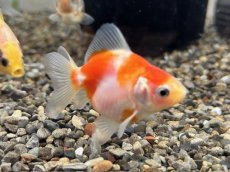 画像5: ダルマ琉金 色MIX （大和郡山産）±4cm (5)