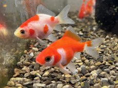 画像1: 玉錦（太田養魚場産）±4cm (1)