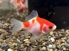 画像2: 玉錦（太田養魚場産）±4cm (2)