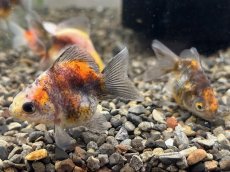 画像2: ダルマ琉金 色MIX （大和郡山産）±4cm (2)