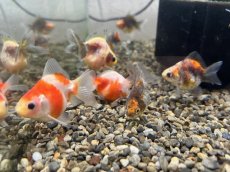 画像3: ダルマ琉金 色MIX （大和郡山産）±4cm (3)